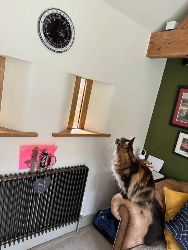 Maine Coon staring at bird through window