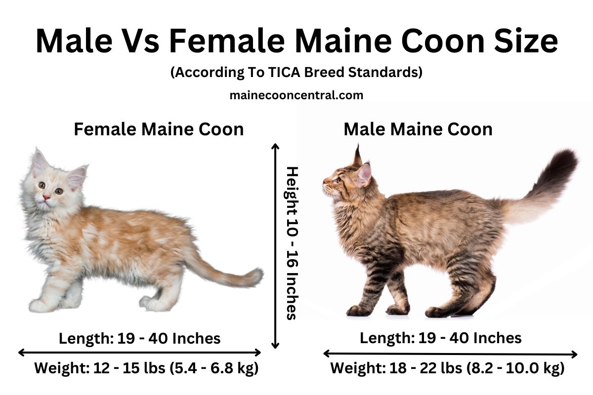 What Is The Average Weight Of A Maine Coon Cat Maine Coon Central What Is The Average Weight Of A Maine Coon Cat Maine Coon Central