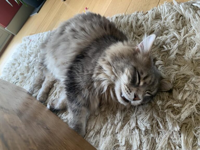 Mika Maine Coon cat laying on cream rug