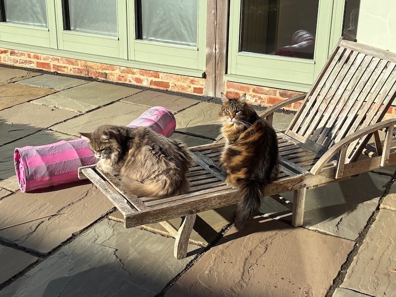 Mika and Bali sat on garden wooden furniture.