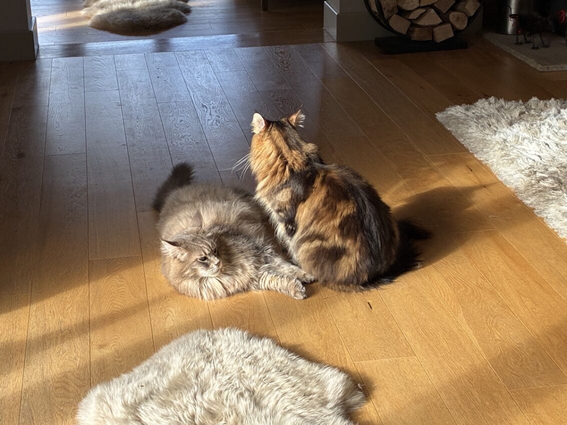 Daily play fight between Maine Coon Central's Mika and Bali.