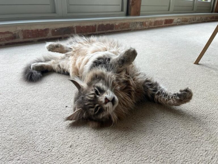 10 Causes Of Noisy Breathing In Maine Coons