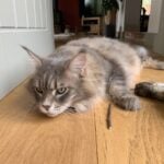 Mika laying down with his face on the floor.