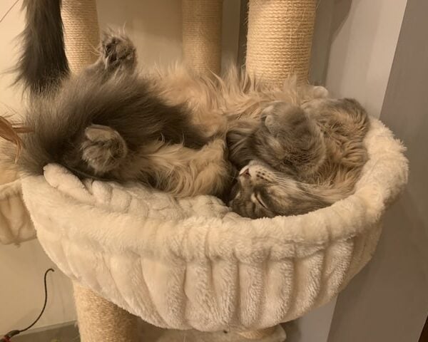 Mika the Maine Coon Cat laying upside down with fluffy snow boot paws.