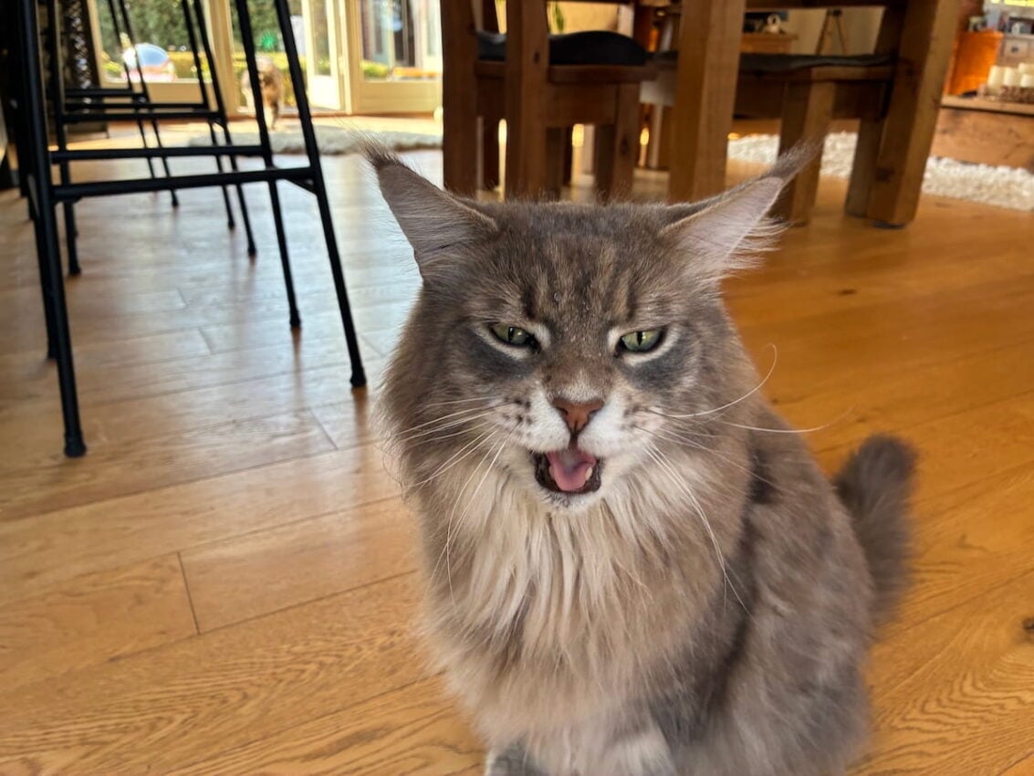 Mika our blue tabby Maine Coon cat staring at the camera - making a funny face! Water splashed all over his face from the pet water fountain