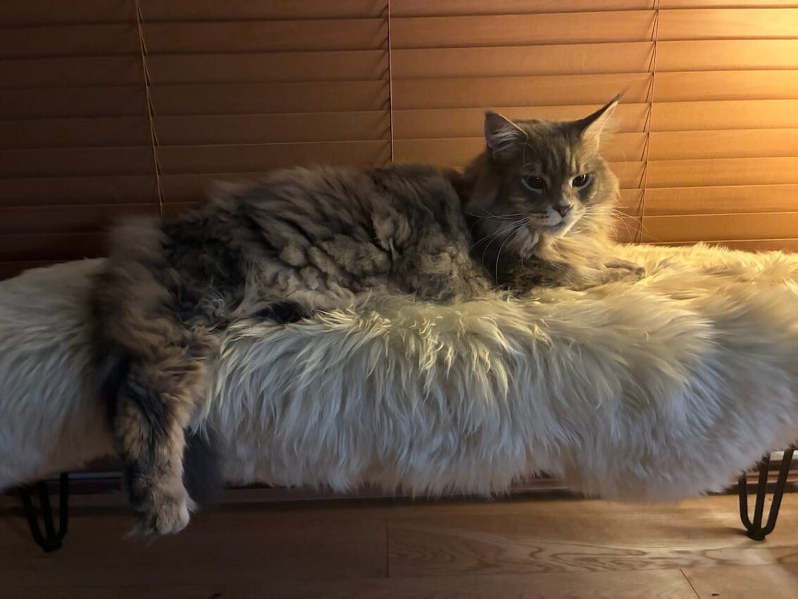 Mika our blue tabby Maine Coon cat laying on bench with fluffy rug