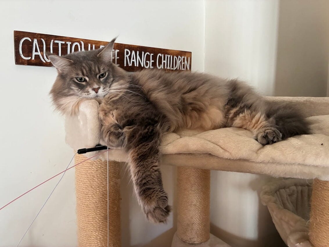 Mika our blue tabby Maine Coon cat lounging at the top of his cat tree 1200cp