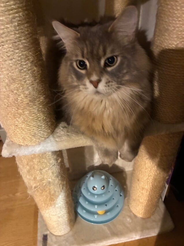 Mika our blue tabby Maine Coon cat resting on first level of cat tree