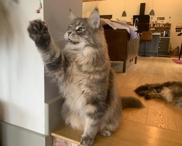 Gray Maine Coon named Mika