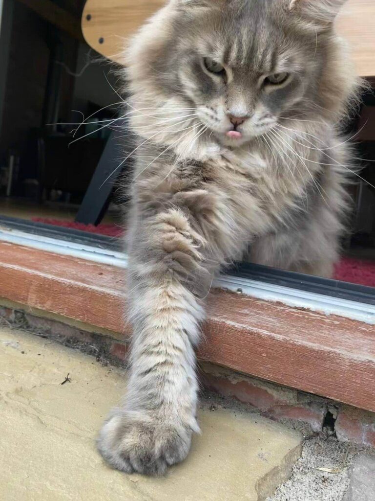 Big Maine Coon cat sticking one paw out of the door.