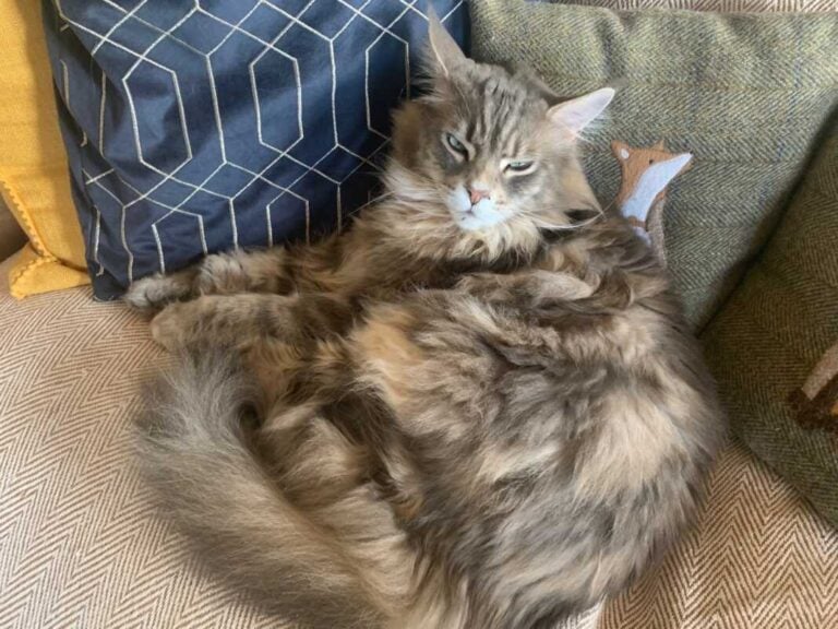 Mika the blue tabby Maine Coon Cat