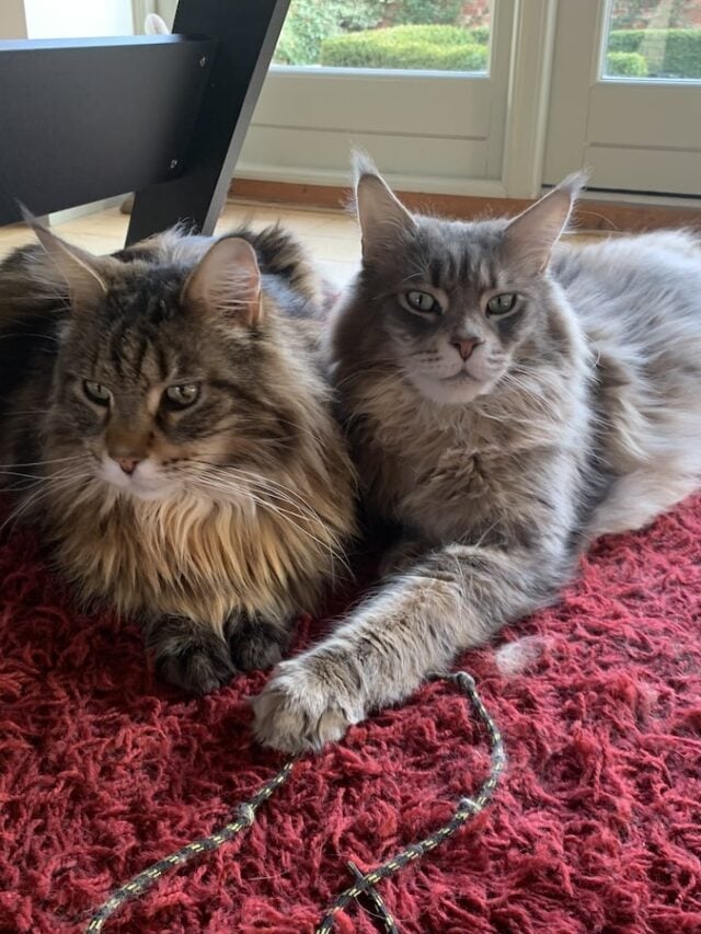 10 Reasons Why Maine Coons Meow Maine Coon Central