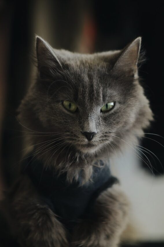 Nebelung Cat