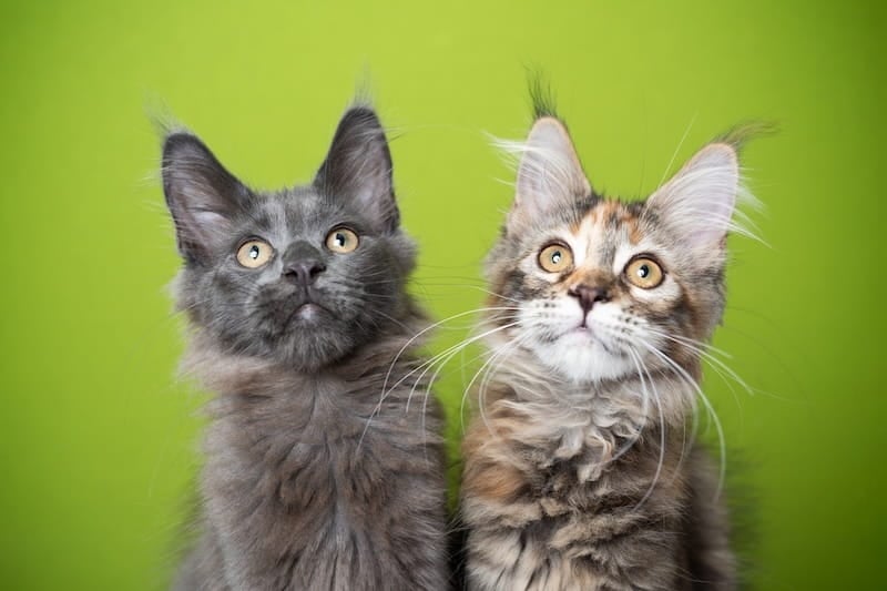 On the left is a Solid blue Maine Coon kitten. On the right is a brown patched tabby and white Maine Coon kitten
