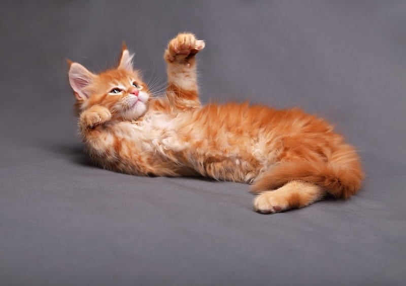 Orange Maine Coon Kitten resting on its back