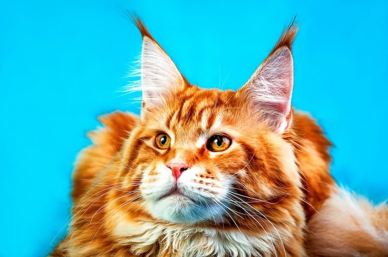 Orange (red/ginger) Maine Coon cat