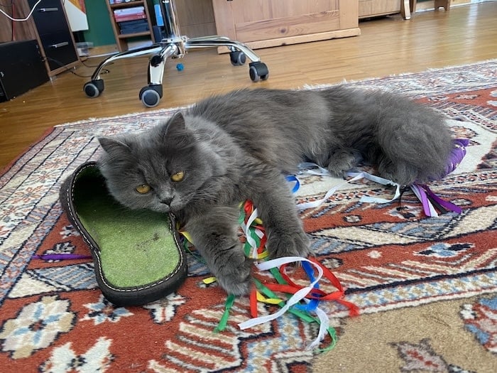 Picture of a Persian Cat