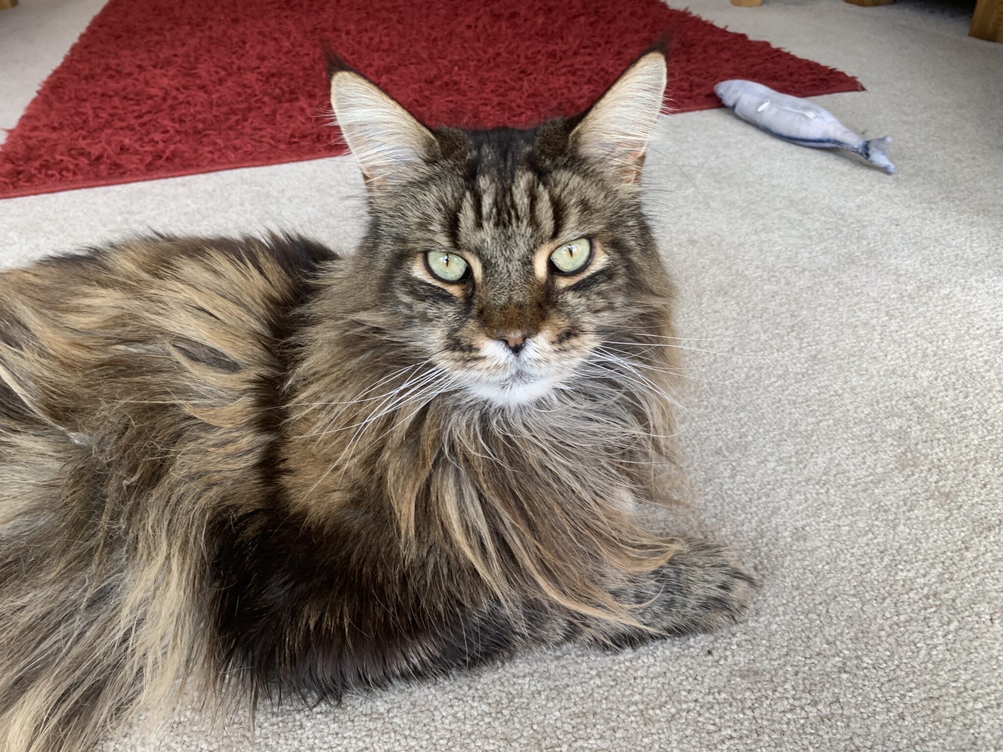 7 Signs Your Cat Is A Maine Coon Maine Coon Central