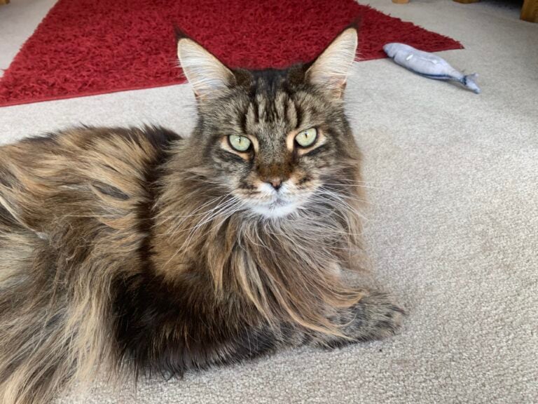 Maine Coon Central: Pippin our tabby male Maine Coon cat