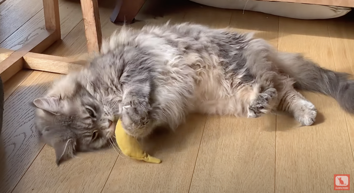 Mika our Maine Coon cat playing with his Yeoww catnip toy