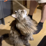 Pippin, Maine Coon Central's senior Maine Coon cat is talking to his owner!