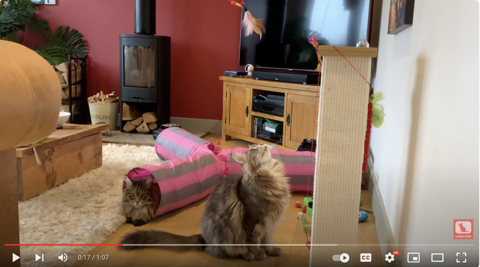 How High Can Maine Coons Jump? Maine Coon Central