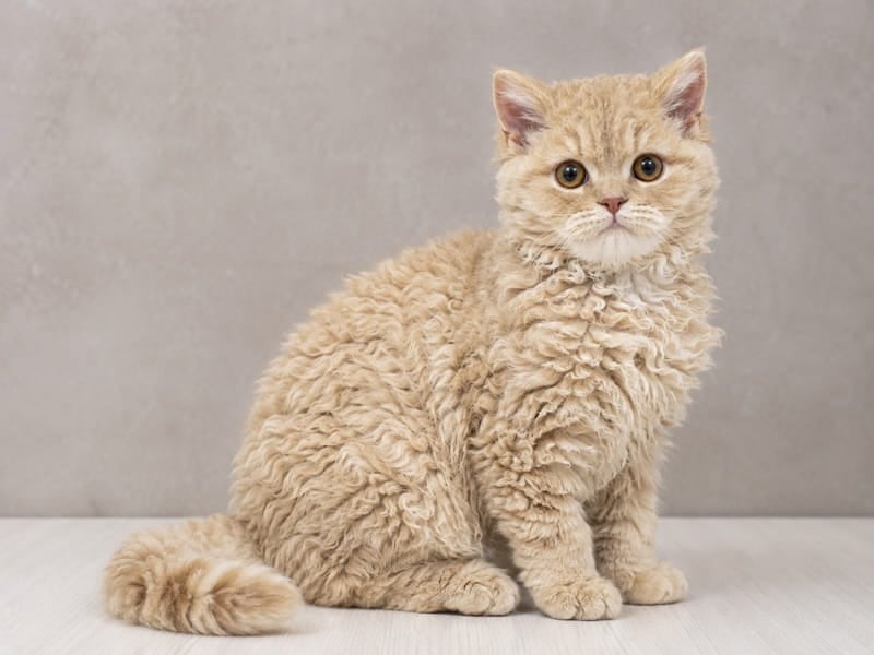 Selkirk Rex Cat