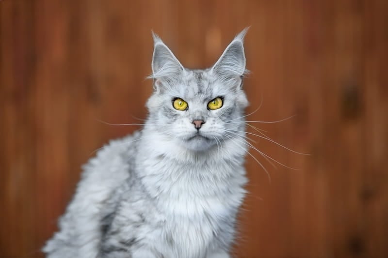 Silver tabby Maine Coon cat