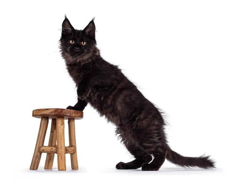 Smoke Maine Coon kitten