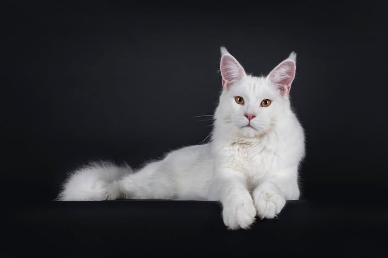 Solid White Maine Coon Cat