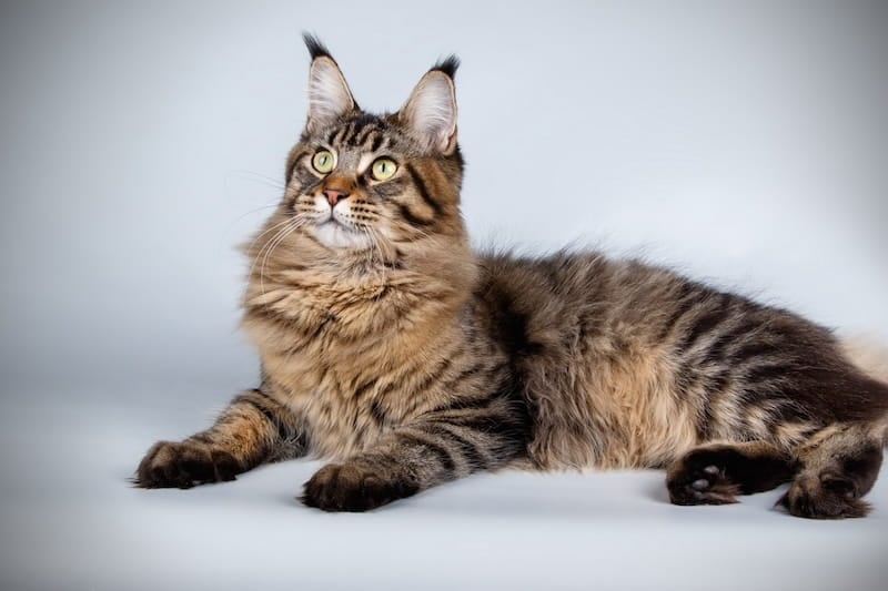 Tabby Maine Coon Cat Sitting Down