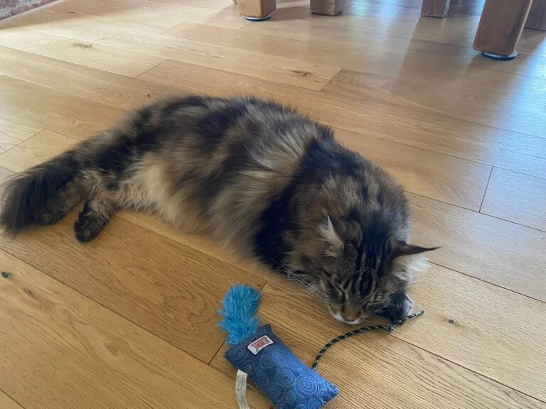 Maine Coon Cat Coughing