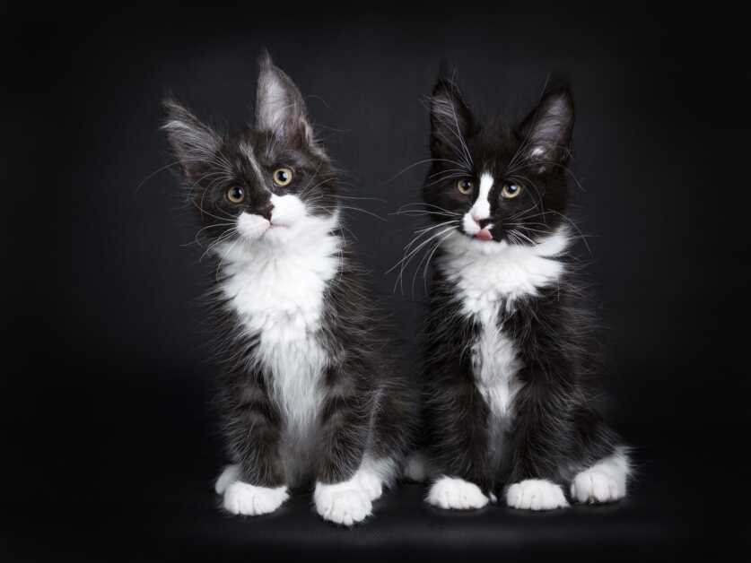 The Mysterious Black And White Maine Coon