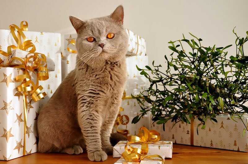 Top 10 Most Popular Cat Breeds In The US - British Shorthair