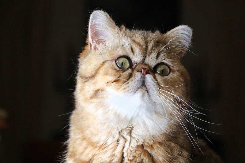 Top 10 Most Popular Cat Breeds In The US - Exotic Shorthair