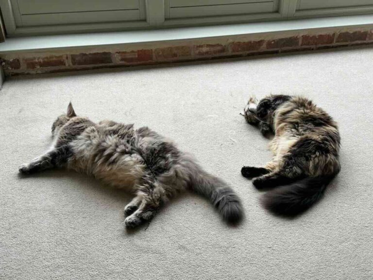 How To Stop Neutered Cats Humping!