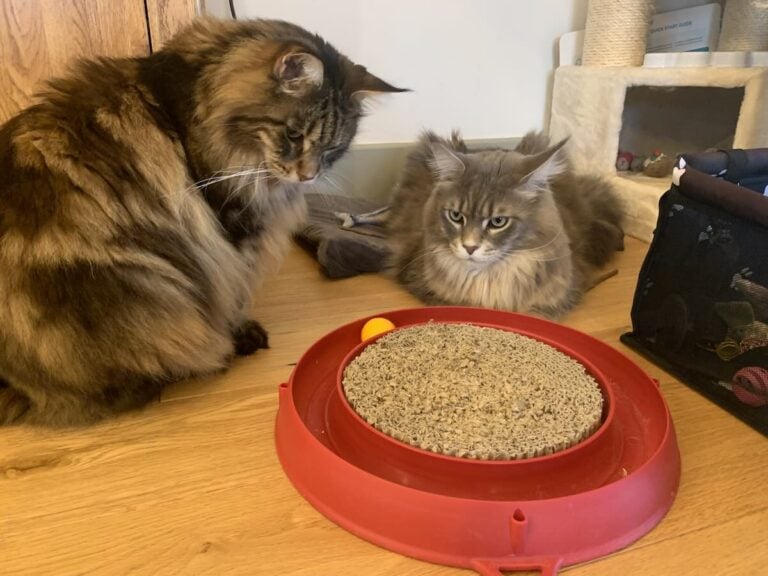Brown tabby Maine Coon cat sat staring at ball spinning around in his cat toy. Blue tabby Maine Coon laying next to him.