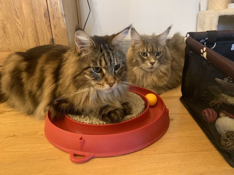 Two Maine Coon cats playing with their cat toy. Bali a brown Maine Coon is laying on top of the cat scratching pad, with attached ball.