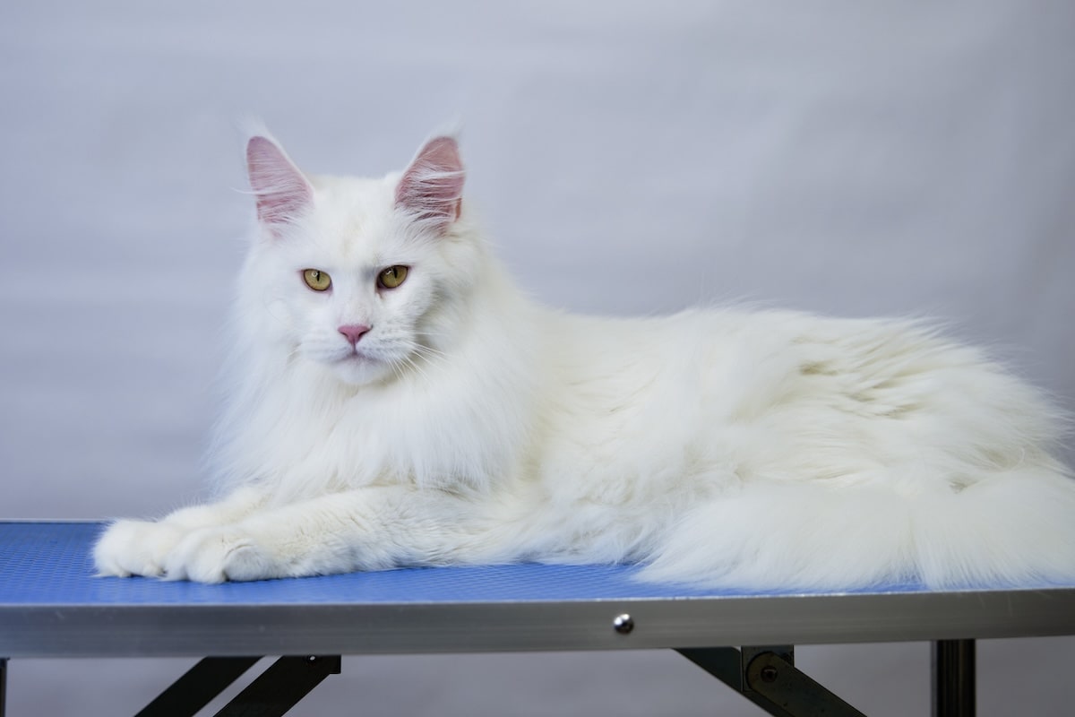 White Maine Coon Cat Beautiful White Maine Coon Cat Beautiful