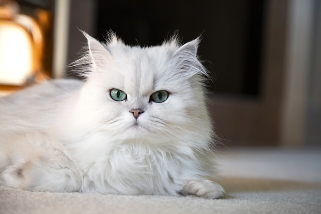 White persian cat