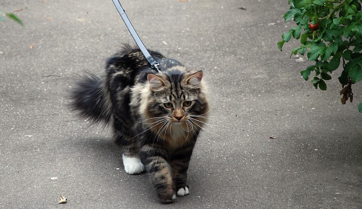 Why Do Cats Fall Over When Wearing A Harness Maine Coon Central