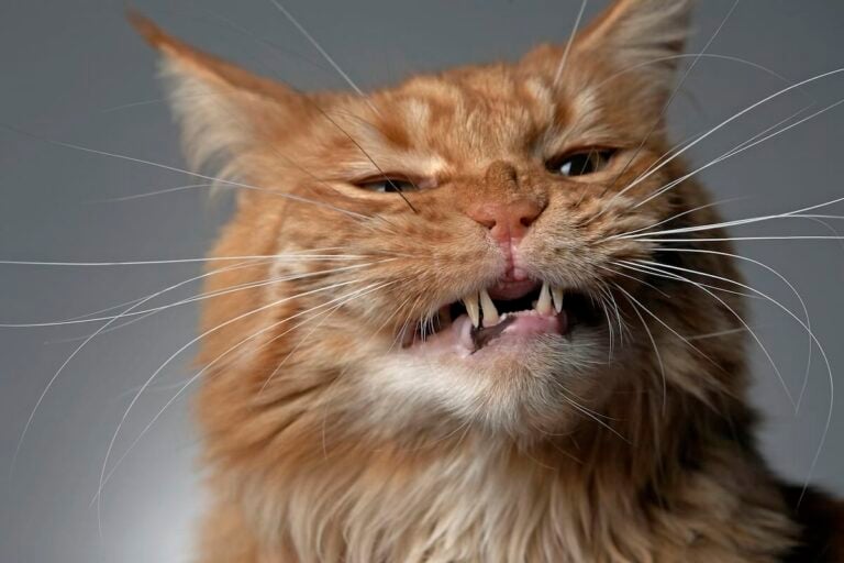 Why Does My Cat Have Black Spots On His Gums?