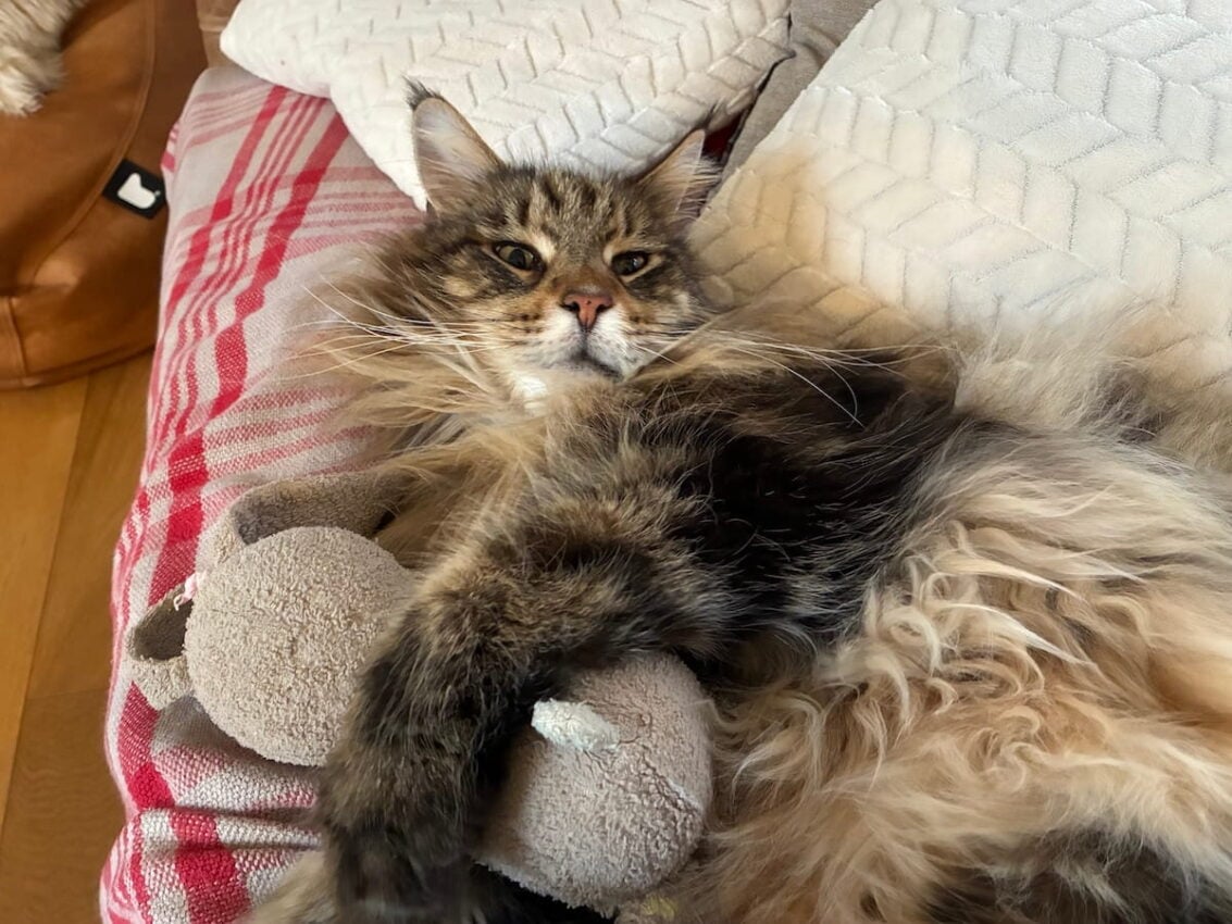 Bali laying on the sofa cuddling a toy rabbit