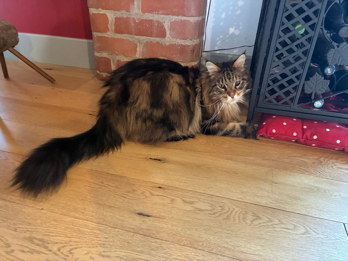Bali Maine Coon cat sat next to wine rack - where his favorite toy mouse was