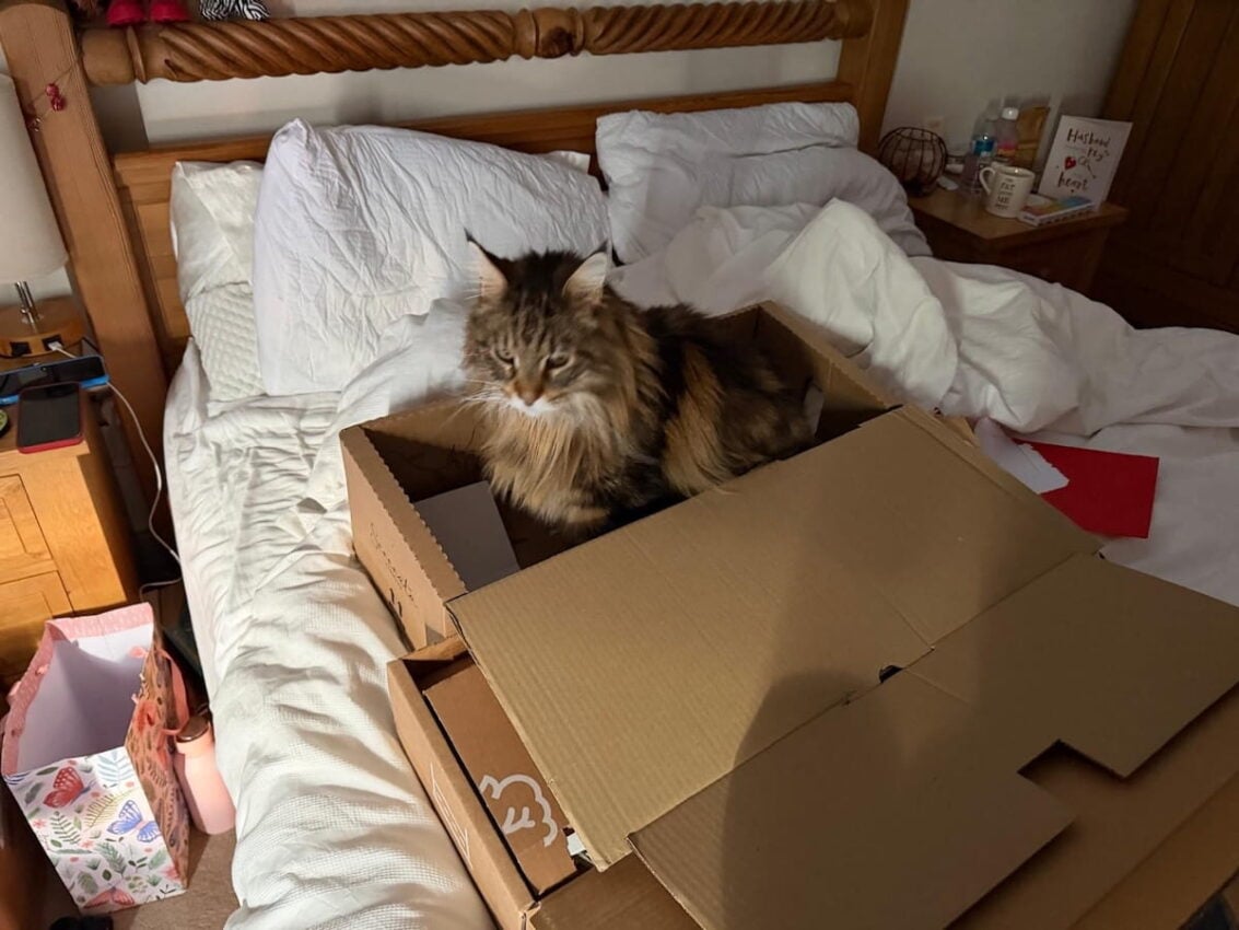 Bali our male Maine Coon cat sat in valentines flower box