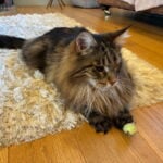 Bali - Playing with his favorite mouse toy