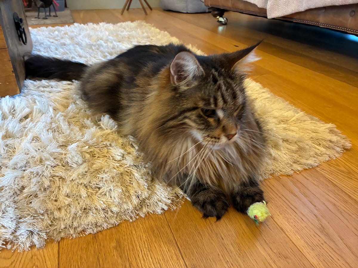 Bali - Playing with his favorite mouse toy