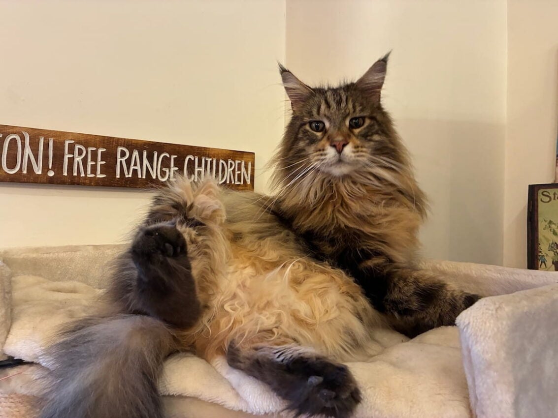 Bali staring at camera whilst sitting at the top of the cat tree with one paw lifted up