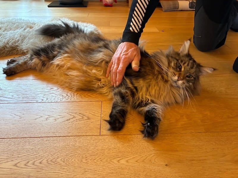 Bali the Maine Coon cat being stroked