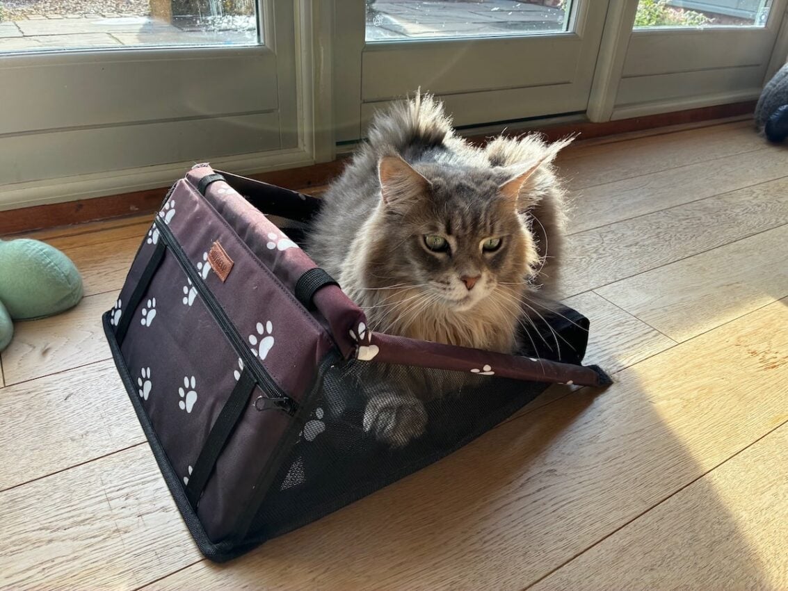 Blue tabby Maine Coon cat Mika squishing dog carrier